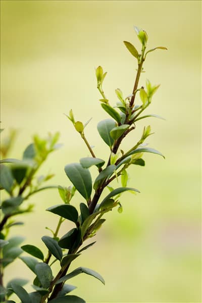 Ilex crenata 'Dark Green'®