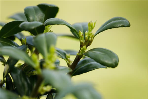 Ilex crenata 'Dark Green'®