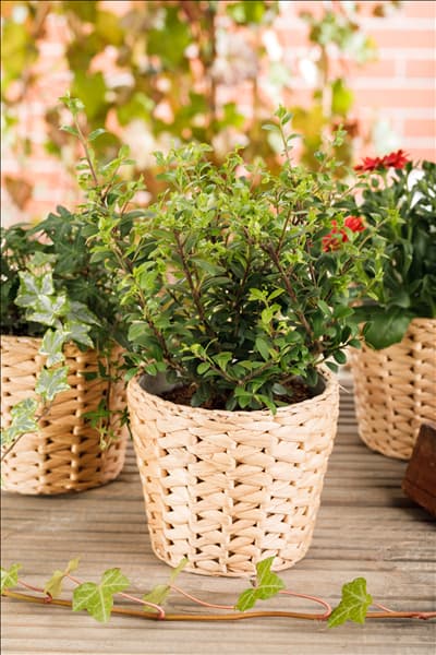 Ilex crenata 'Dark Green'®