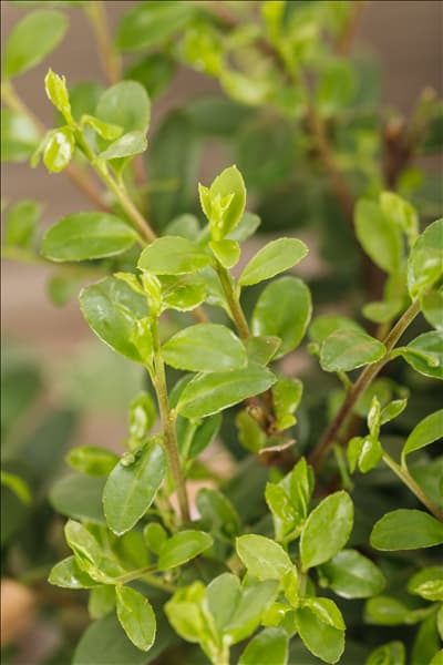 Ilex crenata 'Dark Green'®