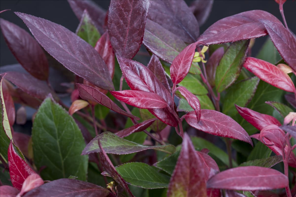 Leucothoe walteri 'Scarletta'®