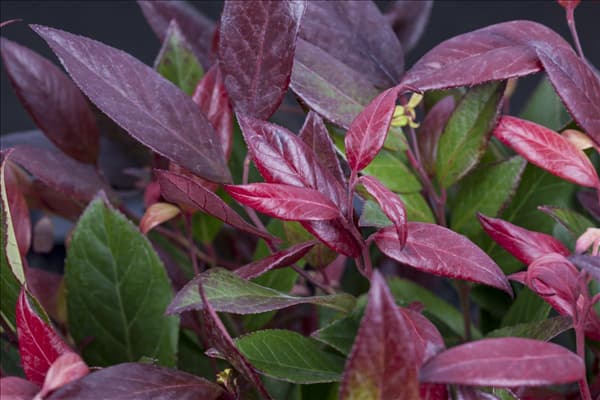 Leucothoe walteri 'Scarletta'®