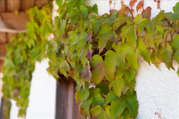 Parthenocissus tricuspidata 'Veitchii'