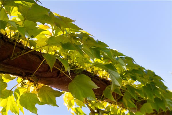 Parthenocissus tricuspidata 'Veitchii'