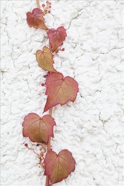 Parthenocissus tricuspidata 'Veitchii'