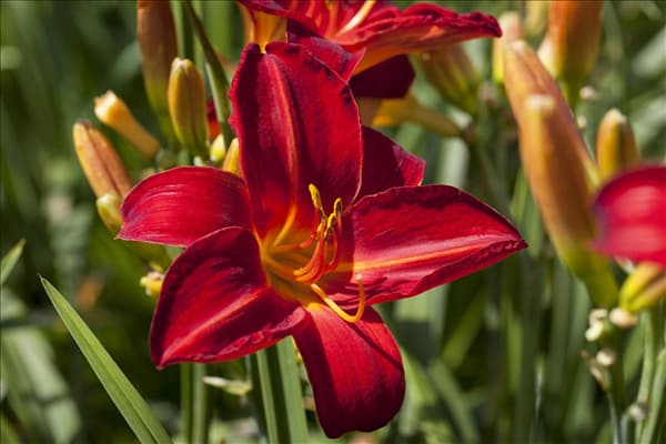 Hemerocallis, rot