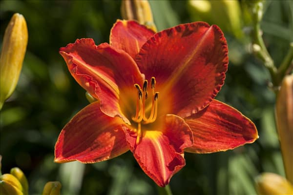 Hemerocallis, rot