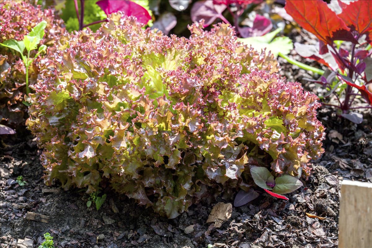 Lactuca sativa var. crispa 'Lollo rosso'
