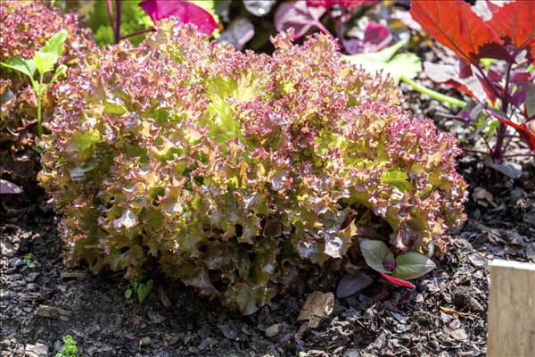 Lactuca sativa var. crispa 'Lollo rosso'
