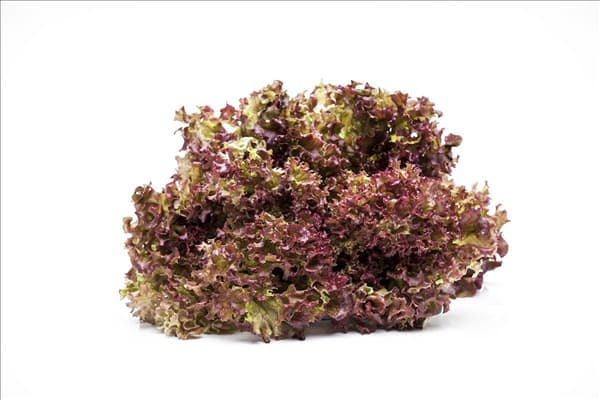 Lactuca sativa var. crispa 'Lollo rosso'