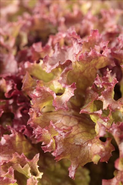 Lactuca sativa var. crispa 'Lollo rosso'