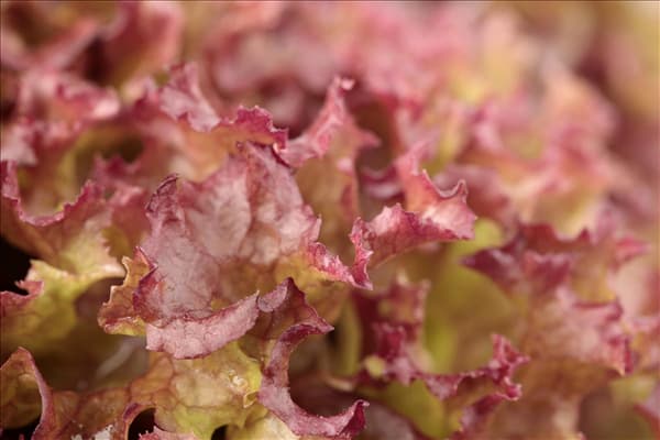 Lactuca sativa var. crispa 'Lollo rosso'