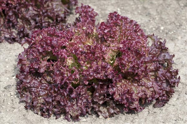 Lactuca sativa var. crispa 'Lollo rosso'