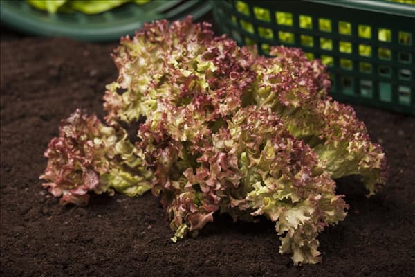 Lactuca sativa var. crispa 'Lollo rosso'