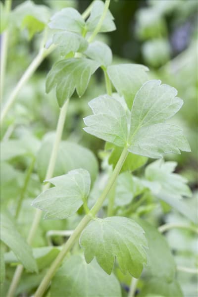 Levisticum officinale