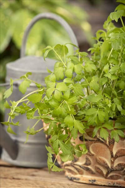 Levisticum officinale