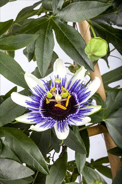 Passiflora caerulea 'Silly Cow'