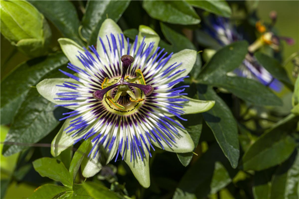 Passiflora caerulea