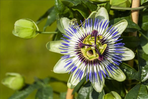 Passiflora caerulea