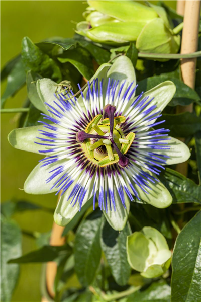 Passiflora caerulea