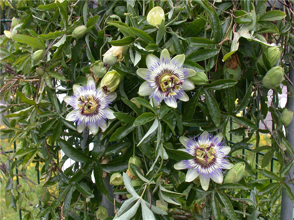 Passiflora caerulea