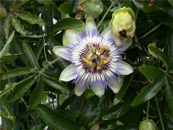 Passiflora caerulea