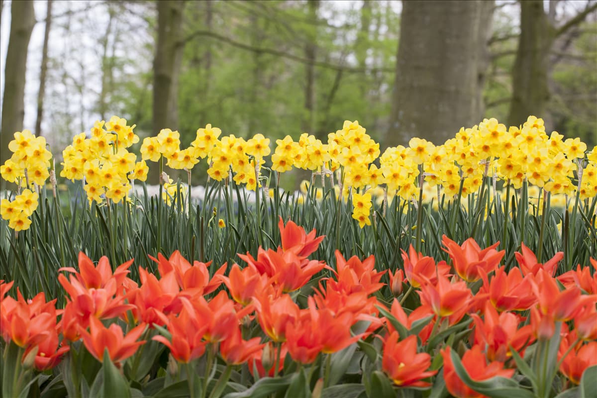Tulipa greigii