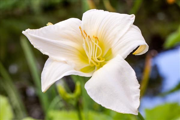Hemerocallis, weiß
