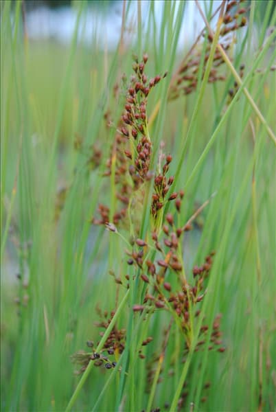 Juncus effusus