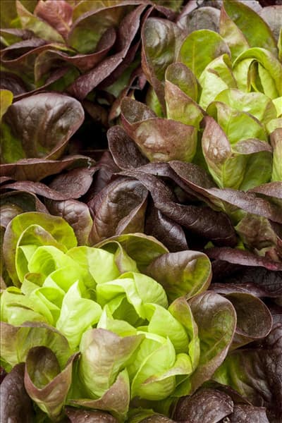 Lactuca sativa var. longifolia