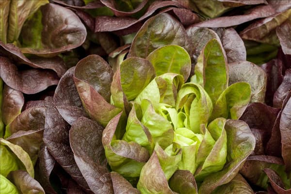Lactuca sativa var. longifolia