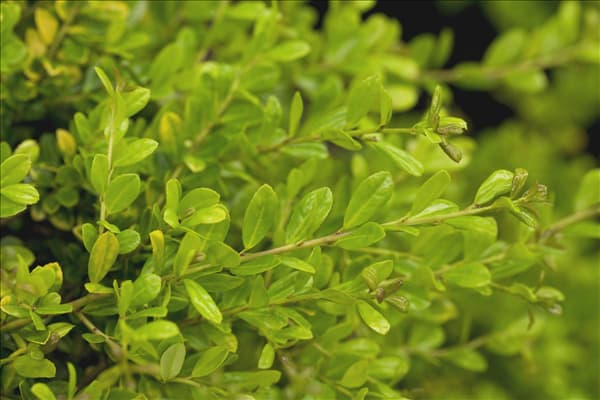 Ilex crenata 'Golden Gem'