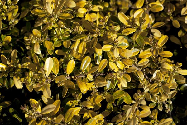 Ilex crenata 'Golden Gem'