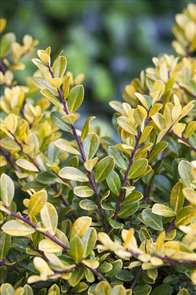 Ilex crenata 'Golden Gem'