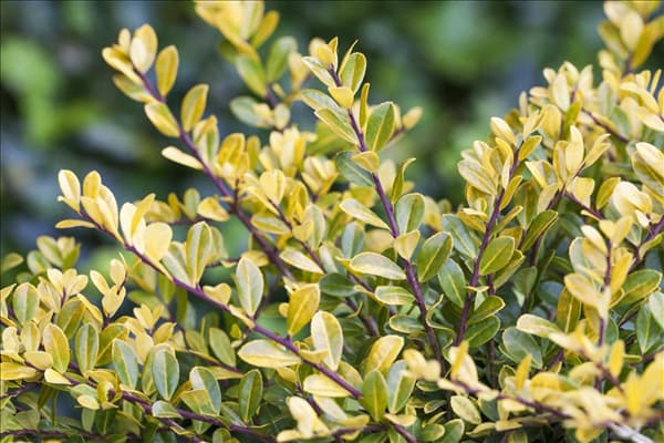 Ilex crenata 'Golden Gem'