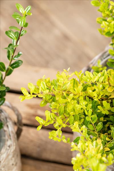 Ilex crenata 'Golden Gem'