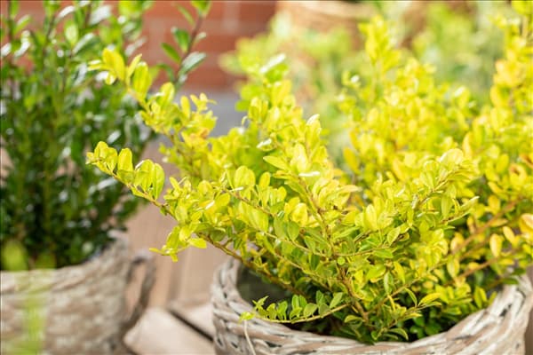 Ilex crenata 'Golden Gem'