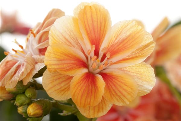 Lewisia cotyledon