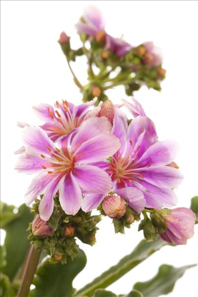 Lewisia cotyledon