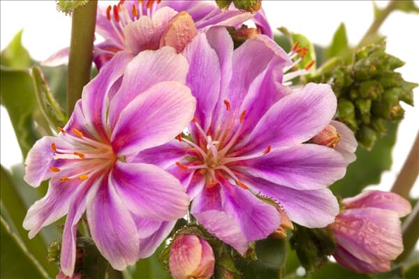 Lewisia cotyledon