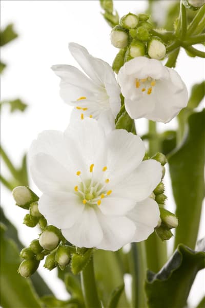 Lewisia cotyledon