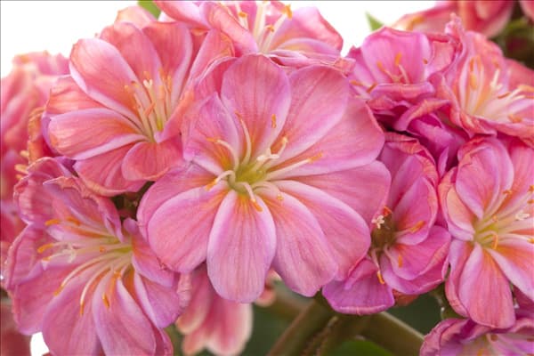 Lewisia cotyledon