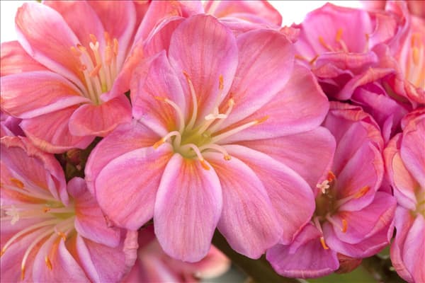 Lewisia cotyledon