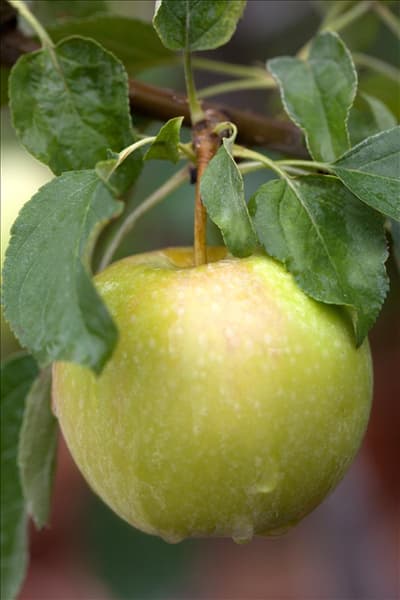 Malus domestica 'Pinova'(s)