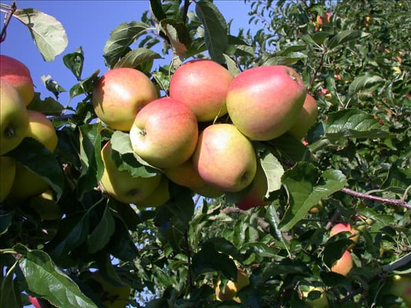 Malus domestica 'Pinova'(s)