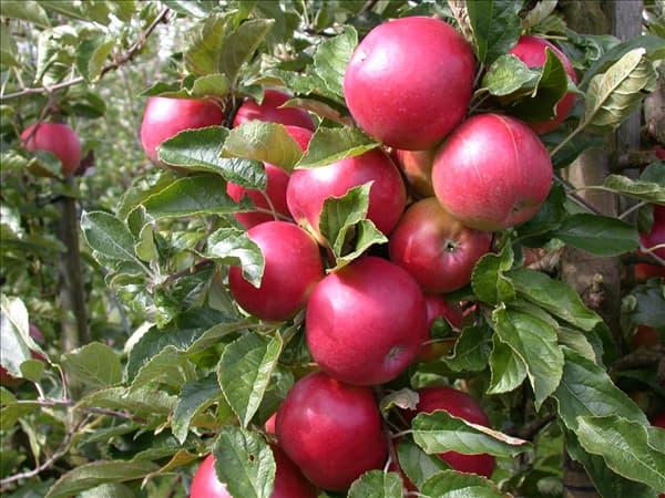 Malus domestica 'Pinova'(s)