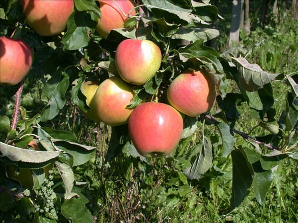 Malus domestica 'Pinova'(s)