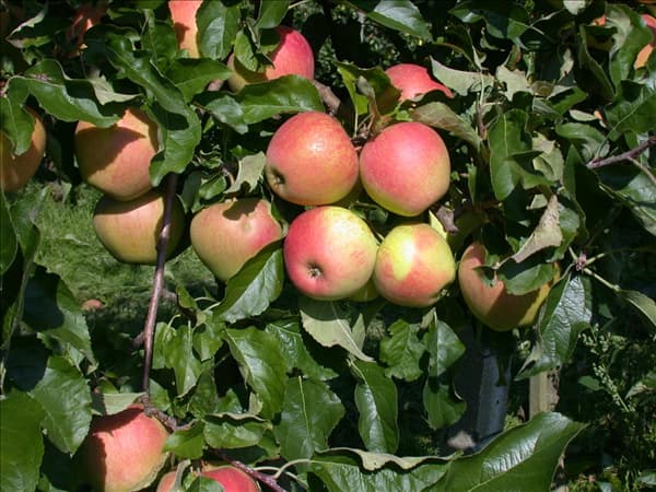 Malus domestica 'Pinova'(s)