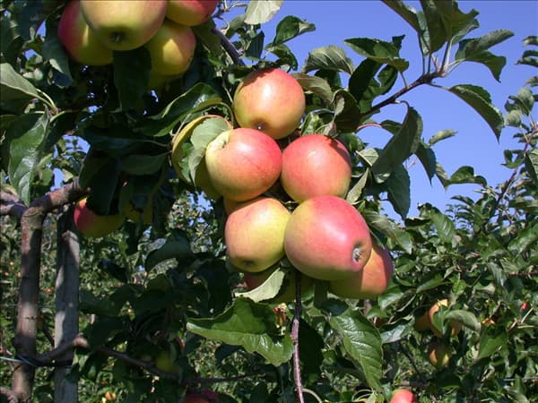 Malus domestica 'Pinova'(s)
