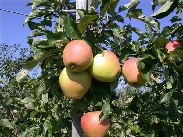 Malus domestica 'Pinova'(s)